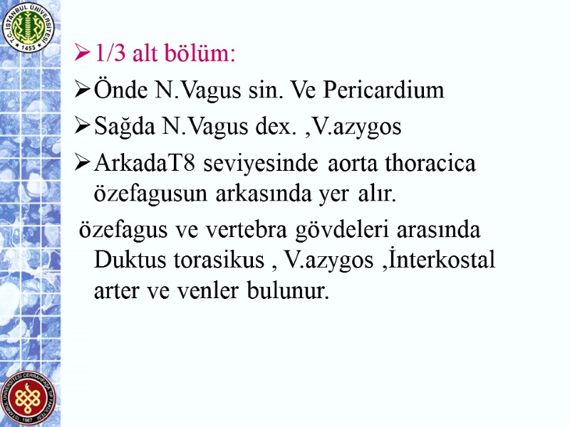 1/3 alt bölüm: Önde N.Vagus sin. Ve Pericardium Sağda N.Vagus dex. ,V.azygos ArkadaT8 seviyesinde